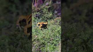 黃帶箭毒蛙Dendrobates LeucomelasTaipei Zoo [upl. by Yeniar]