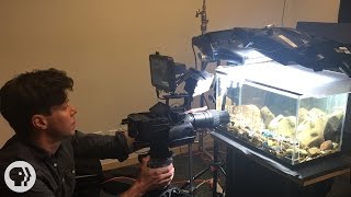 Behind the Scenes with Deep Look Caddisflies [upl. by Oileduab]