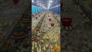 Poultry farm house age 2 days 🐣👉🏡poultryfarm farmhouse short video [upl. by Riggs530]