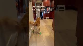 Brixton tries on new crocs😂 funnydogsvideos [upl. by Alyakcim]