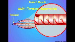 Invertebrate Muscle Innervation [upl. by Clapper173]