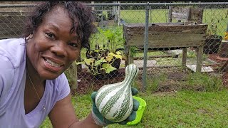 SUMMER CLEANUP  Garden Harvest Cushaw Cocozelle and China cucumber [upl. by Arabrab1]