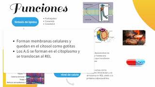 Retículo Endoplasmatico Liso  funciones  Histología 😄 [upl. by Neurath795]