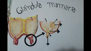 anatomia comparada de la glandula mamaria [upl. by Schroer]