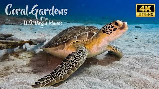 Diving the US Virgin Islands Coral Gardens of St Croix in 4K UHD  DiveScapeTV [upl. by Donovan714]