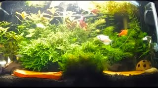 10 Gallon Overstocked Community Tank [upl. by Mikol271]