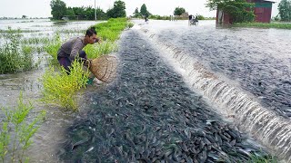 Techniques for Successful Catfish Harvesting37 [upl. by Horlacher]