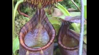 Nepenthes ephippiata Gets Lots of Visitors [upl. by Ellebana]