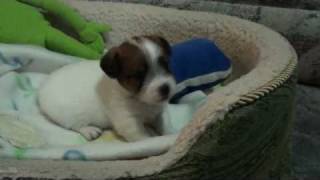 PetyRough CoatJack Russell Terrier Puppy [upl. by Leo]