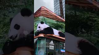 Unbelievable China MindBlowing 3D Billboards 😱 china [upl. by Felty594]