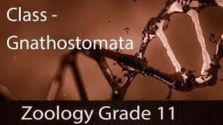 Animal Kingdom  Class Gnathostomata Fishes  Introduction  Groups Skeleton of Cartilage amp Bone [upl. by Nonnarb]