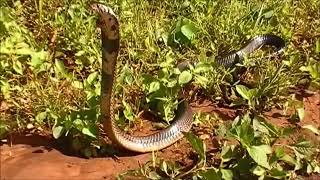 Forest Cobra Naja melanoleuca 05 February 2018 [upl. by Anselm838]