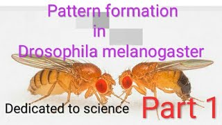 Pattern formation in Drosophila melanogaster Part 1 [upl. by Araec]