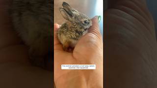 This woman adopted a lost baby rabbit and then this happened animalshorts shortvideo [upl. by Oinafipe]