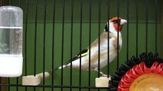 DKB  Schau 2016 Vogelausstellung in Bad Salzuflen [upl. by Eniamrehc]