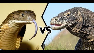 Power of Komodo dragon over Snake komodo snakefightkomododragon animalfightandkids khushifunny [upl. by Orpah]