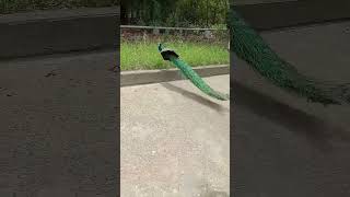 Beutiful peacock 🦚peacock birds cute peacock shorts viral [upl. by Nohtan695]