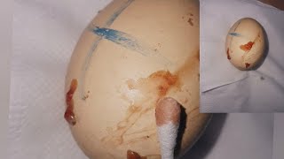 سبب انفجار البيض داخل فقاسةCause of eggs exploding inside the incubator [upl. by Aubyn827]