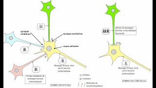 Lintégration synaptique des messages nerveux  sommation spatiale et temporelle [upl. by Cyrille]