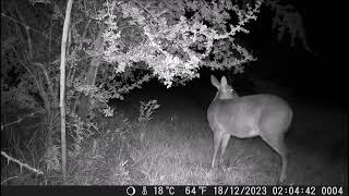 December 2023 trail cam [upl. by Osmo]