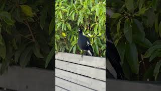 Magpie call each other😁 vlog bird magpie wildlife australia [upl. by Alleb899]