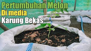 Cara Menanam Melon Di Karung [upl. by Eniledam806]