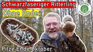 Schwarzfaserige Ritterlinge ohne Ende  Phantastische PilzeFunde Ende Oktober 2024 🍄 [upl. by Harvie]