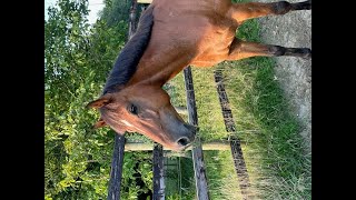 Royal Crown van Orshof GLENFIDDICH VDL x BURGGRAAF  2017 gelding [upl. by Ermine]