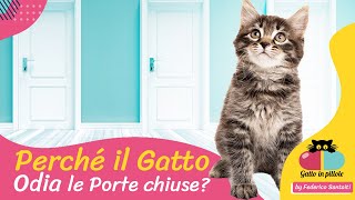 Perché il Gatto ODIA le PORTE CHIUSE🐱 [upl. by Emalia305]