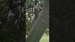 BUDDHA TREECeiba speciosa the floss silk tree [upl. by Notyard233]