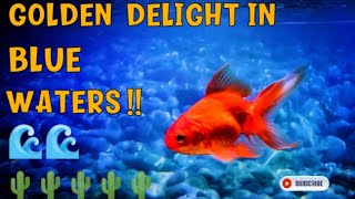 Mesmerizing Solo Goldfish Swimming with Friends Relaxation and Beauty in One [upl. by Polak]