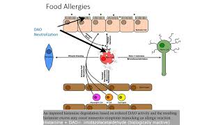 All you need to know about DAO Diamine Oxidase [upl. by Felecia]