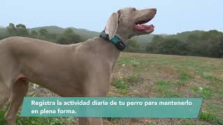 El collar inteligente para perros [upl. by Jovitah714]