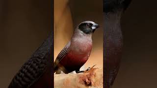 The Quirky BlackFaced Waxbill A Unique Bird in Red Attire birds [upl. by Emelun]