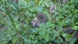 Famille hérisson au jardin [upl. by Ensoll]