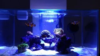 Fluval Edge 6G LPS Reef Tank [upl. by Etnaed]