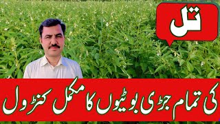 All weeds control from sesame crop تل کی فصل سے تمام جڑی بوٹیاں کا صفایا [upl. by Hcab]