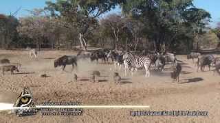 Zebra kicks warthog literally into a spasm and then another warthog also have a go at him [upl. by Novick]