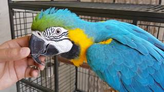 Blue amp Gold Macaw Parrot [upl. by Jorge]