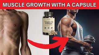 Tongkat Ali Benefits for Bodybuilding Does It Help Build Muscle [upl. by Sixela]