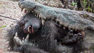 15 Moments Monkey Hunt Brutally by Other Animals [upl. by Benedix]