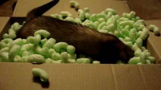 Ferret Playing in Packing Peanuts [upl. by Mirak425]