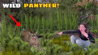 GIANT PANTHER ON THE LOOSE DID WE CATCH IT [upl. by Aissat]