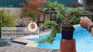 Bonsai project Juniper procumbens nana cascade [upl. by Paco]