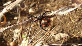 Latrodectus Tredecimguttatus 1 Latium  Italy  Tarantismo [upl. by Seumas392]