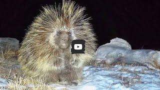 Remembering our porcupine who vanished this last autumn [upl. by Mishaan]