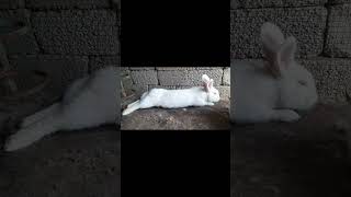 MY Beautiful White Rabbits New Zealand white Rabbits 🐇 [upl. by Fiertz369]