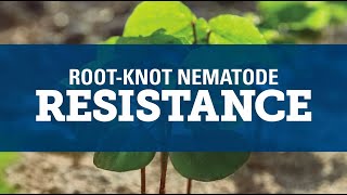 Understanding RootKnot Nematode [upl. by Toffic]