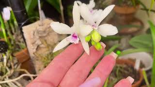 EpiSnow fantasy Blc Key Lime Stars C Amazone Coerulea Prosthechea Cochleata [upl. by Aziar226]