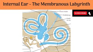 Membranous Labyrinth Cochlear Duct Spiral Organ of Corti  Saccule Utricle amp Semicircular ducts [upl. by Ulrick926]